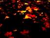 Glutnest nach Waldbrand