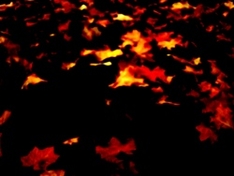 Glutnest nach Waldbrand